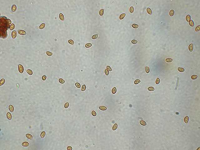 Galerina lillipuziana